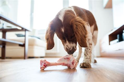 Dog Bone Safety Can Dogs Eat Bones Manchester Vets