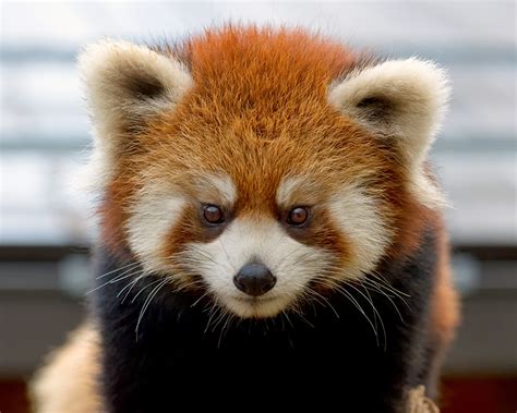 Images Red Panda Bears Animal