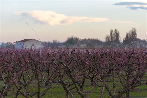 Field Of Peach Tree In Bloom With Sprinklers At Sunrise Stock Photo
