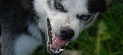 Weiters findest du bei wikipedia, stichwort haushund. Seit wann gibt es Hunde? - SPICK
