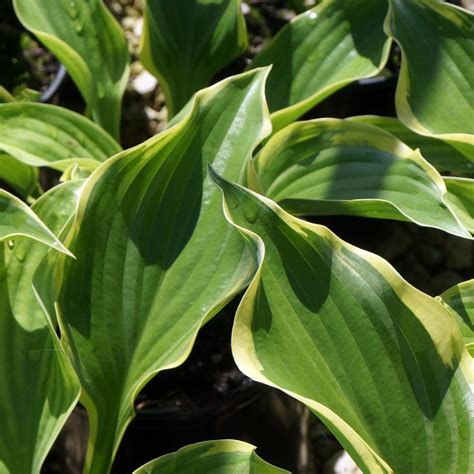 Hosta Victory Midwest Groundcovers Llc