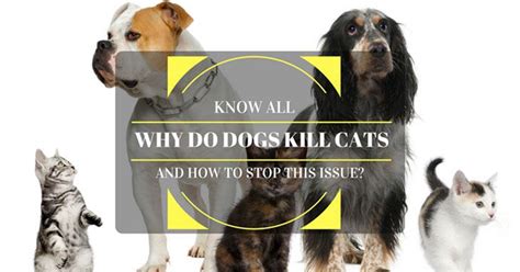 Why do cats hiss at dogs. Why Does My Dog Kill Cats and How to Stop this Issue?