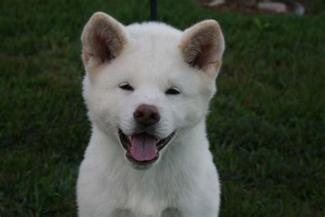 White Japanese Akita Puppy~rising Sun Akitas Japanese Akita Akita