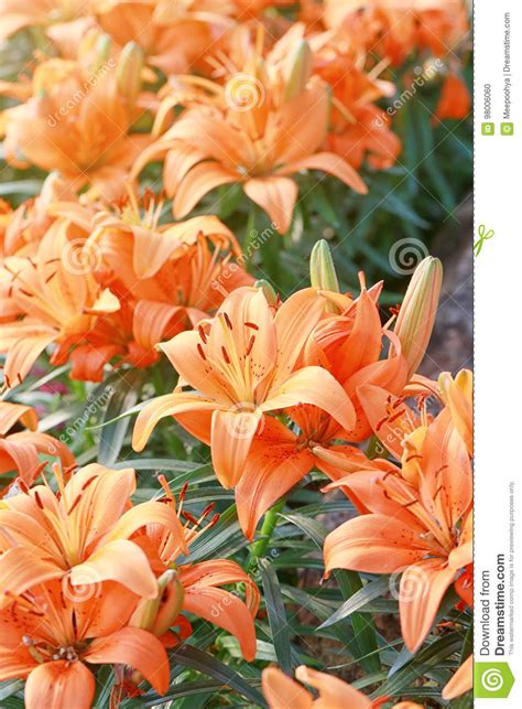 Lily Flower Of Orange Color Bloom Stock Photo Image Of Flora Floral