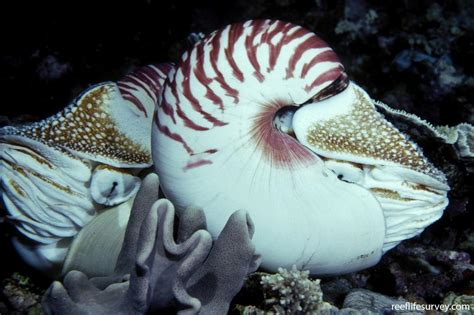 Nautilus Pompilius Emperor Nautilus Reef Life Survey