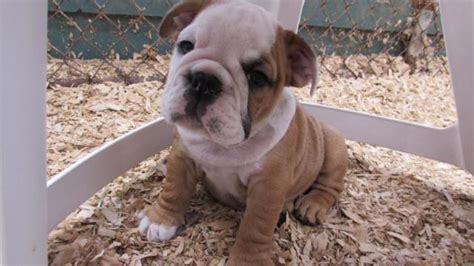 These french bulldog puppies located in oregon come from different cities, including, drain. AKc English Bulldog Female Puppy "Reba"" for Sale in ...