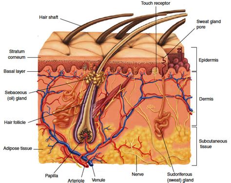 Anatomy And Physiology The Integumentary System In Medical Terminology