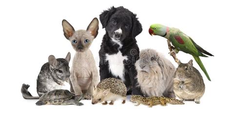 Large Group Of Different Animals 库存照片 图片 包括有 交配动物者 宠物 142859708