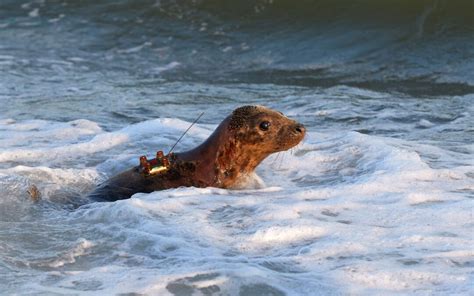 Riverhead Foundation Seal Release Gilgo Beach Ny Marine Rescue Center