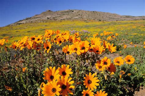 We did not find results for: Cape Town Wildflowers | Spring Flowers and Wildflower ...