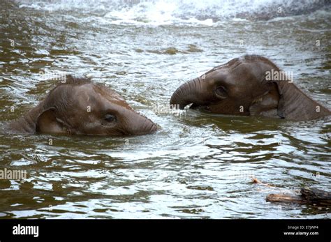 Baby Elephants Playing In Water Stock Photo Alamy