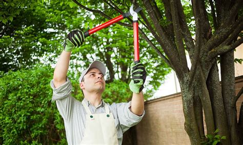 Our services include tree removal, tree pruning, tree trimming, branch removal, planting new trees, stump grinding and removal, land clearing, and arnoldo's tree service focuses on the safe, effective removal and trimming of trees throughout all five burroughs. Tree Trimming Oswego IL - ABC LawnWorks