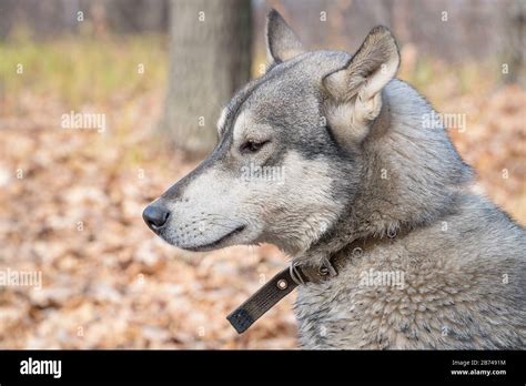 Portrait Of A Dog Breed West Siberian Laika Stock Photo Alamy