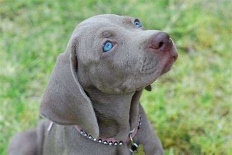 Grey Dogs With Blue Eyes