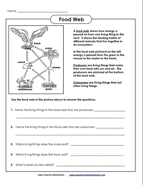 Energy Pyramid Worksheet