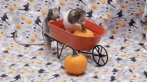 My Rats Had A Photoshoot Where They Pushed Each Other In Wheelbarrows