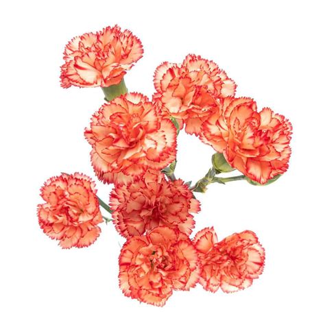 Orange Mini Carnation Flowers Buy Wholesale Flowers Jr Roses