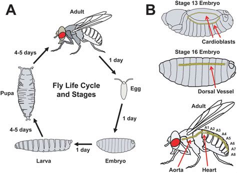 the life cycle and cardiac development of drosophila melanogaster a download scientific