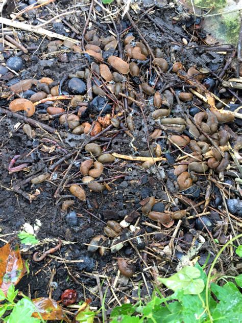 Maybe you would like to learn more about one of these? Nacktschnecken Sommerlager - Henry's Mulch Garten www ...