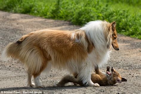 White Wolf Fox And The Hound Orphaned Fox Cub Finds Surrogate Mum In