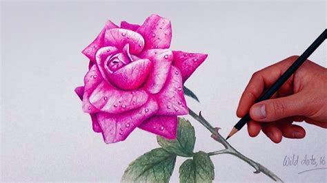 How To Draw A Rose With Simple Colored Pencils Youtube
