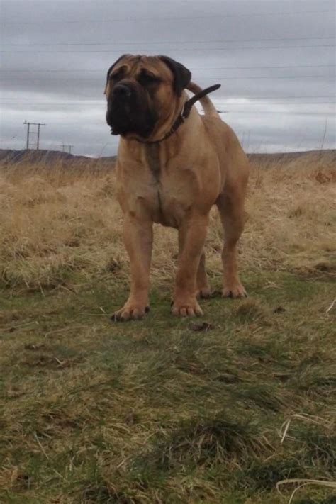 An african boerboel mix is a cross between an african boerboel and another dog breed. Pin em Fido