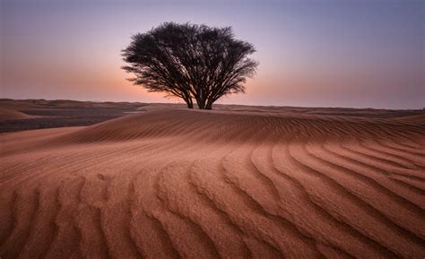 Tree in desert landscape image - Free stock photo - Public Domain photo ...