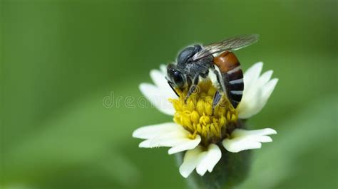 Honey Bee Swarming On White Flower Stock Image Image Of Environment