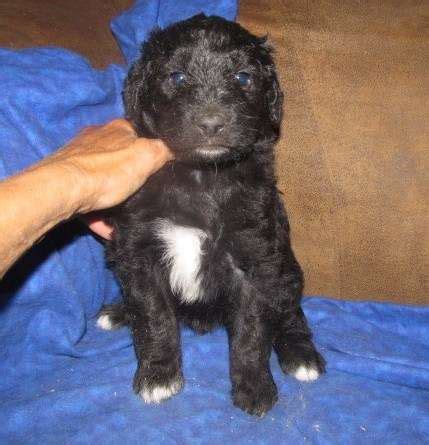 Pet service in bartlett, tennessee. Up to date Aussiedoodle Puppies FOR SALE ADOPTION from ...