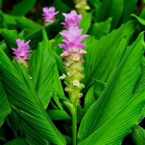 C Rcuma Rizomas Curcuma Longa Precio