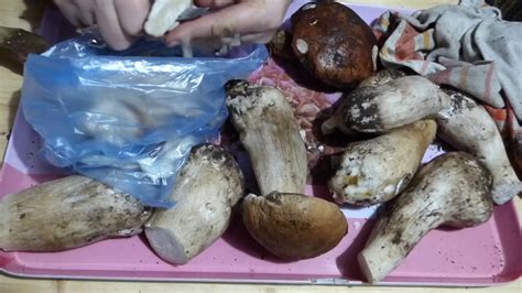 Nettoyer et conserver ses champignons cèpes après la cueillette -