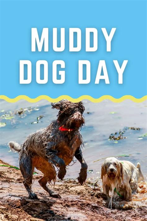 Why Do Dogs Love Muddy Puddles