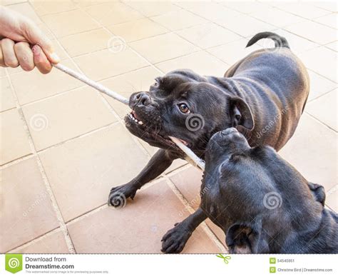 Two Dogs Tugging A Rope Playing Stock Image Image Of Hand Rope 54545951