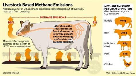 Schrier Bill Aims To Reduce Methane Emissions In Cow Burps