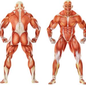 These include mobility, stability, posture, circulation, digestion, and more. What is the largest muscle in the upper body ...