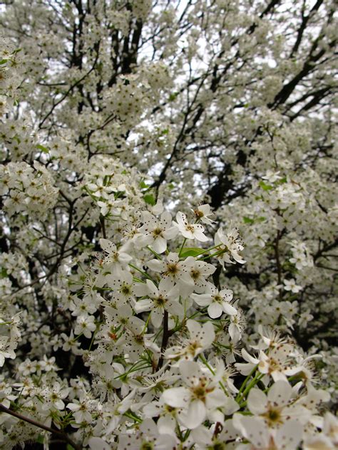 White Flowers Spring Pear Tree Trees Free Nature Pictures By