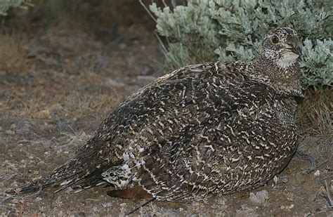 These Sage Grouse Hens Hatched 862 Chicks Within Two Months 700 Were