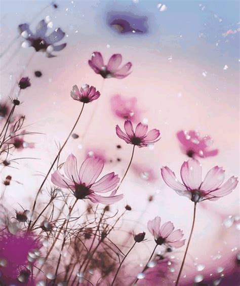 We did not find results for: gif colors flowers GIF by Huitzilin🐦