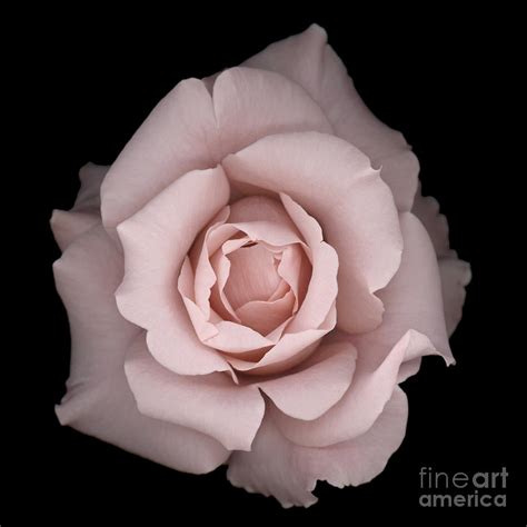 Romantic Pink Rose Photograph By Oscar Gutierrez Fine Art America