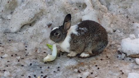Rabbits Eating Lettuce In The Snow Lindsay Park Calgary Youtube