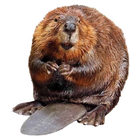 Real Beaver Png All Png All