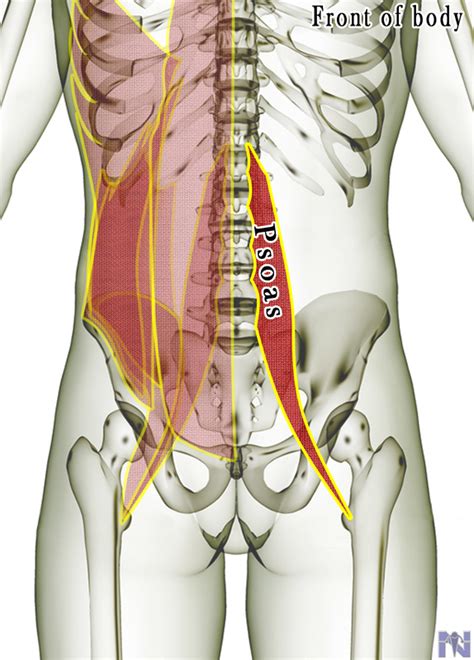 These are the adductors (on the inside), the abductors (on the lateral hip), the flexors (on the anterior side) and the extensors (on the posterior aspect). psoas muscle lower back pain : Biological Science Picture ...