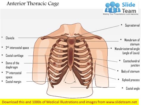 This free body surface area calculator estimates the surface area of a person's body based on body weight and height. Male chest wall - anterior view medical images for power point