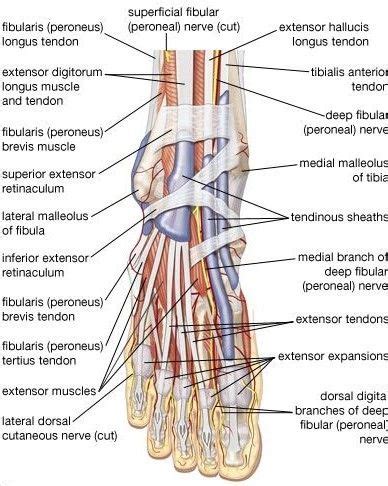 Ligaments are more elastic and tougher than tendons, and act as. Right foot demonstrating bones, tendons, and ligaments ...
