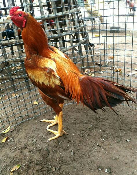 Chickens And Roosters Pet Chickens Rooster Breeds Fighting Rooster