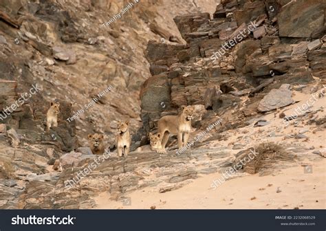 Rare Sight Desert Adapted Lion Pride Stock Photo 2232068529 Shutterstock