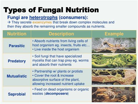 Ppt Diversity Lesson Fungi Powerpoint Presentation Free Download