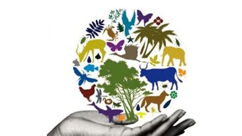 Contoh Keanekaragaman Hayati Di Indonesia Tingkat Ekosistem Spesies