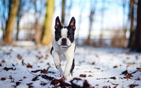 Adorable Boston Terrier Hd Wallpaper By Bluetechwizard