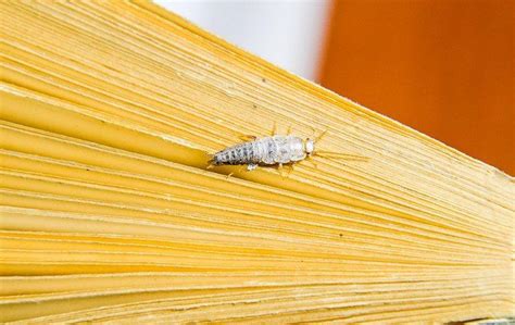 How Bad Is It To Have Silverfish In My Brentwood Home